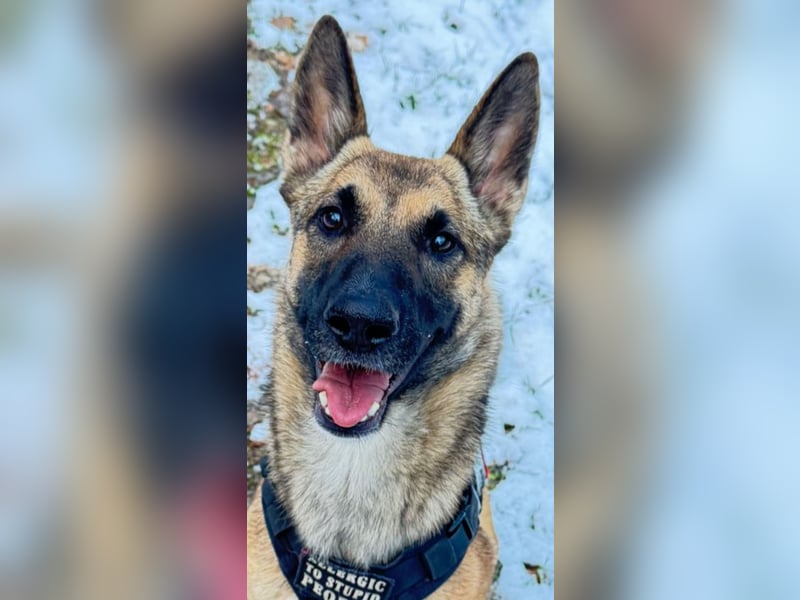 Xena - sucht IHREN Mensch