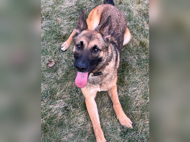 Xena - sucht IHREN Mensch