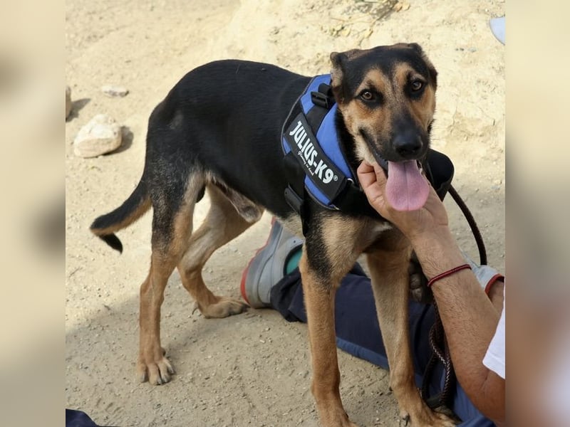 Scooby-Doo - sehr zutraulich, lernwillig und freundlich