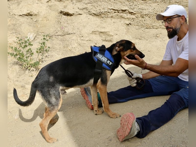 Scooby-Doo - sehr zutraulich, lernwillig und freundlich