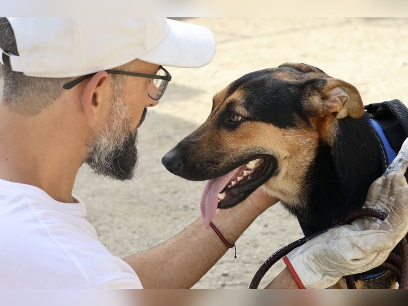 Scooby-Doo - sehr zutraulich, lernwillig und freundlich