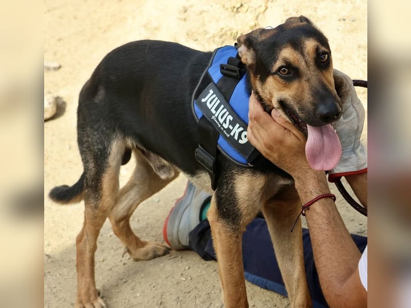 Scooby-Doo - sehr zutraulich, lernwillig und freundlich