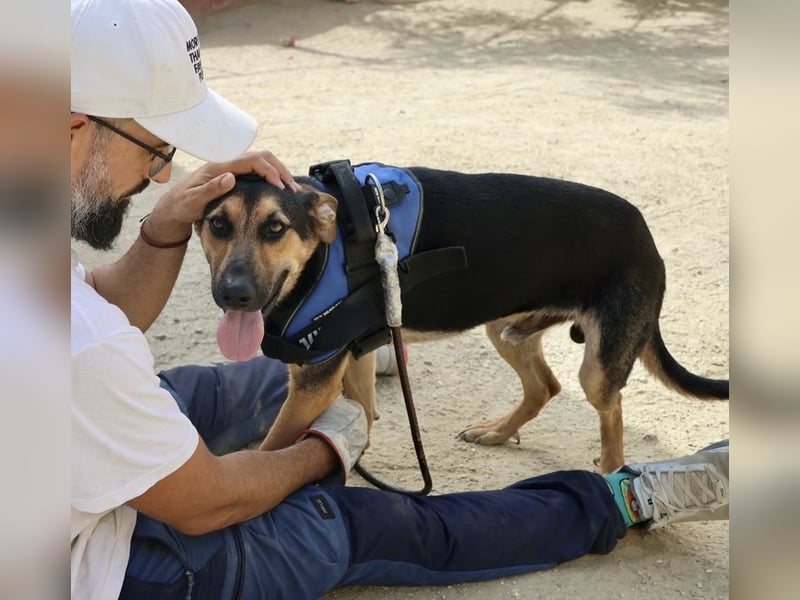 Scooby-Doo, offen, freundlich und zutraulich
