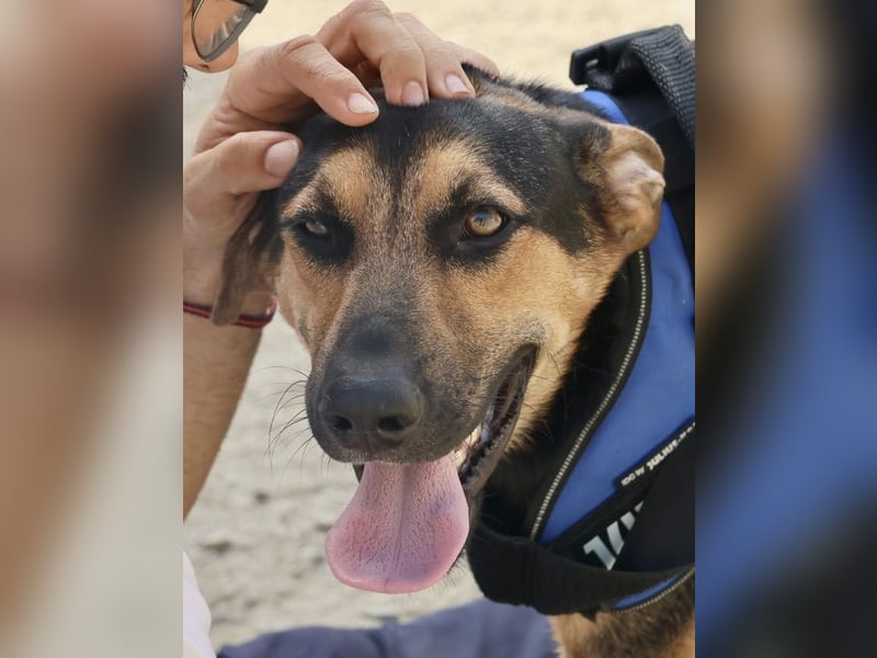 Scooby-Doo - sehr zutraulich, lernwillig und freundlich