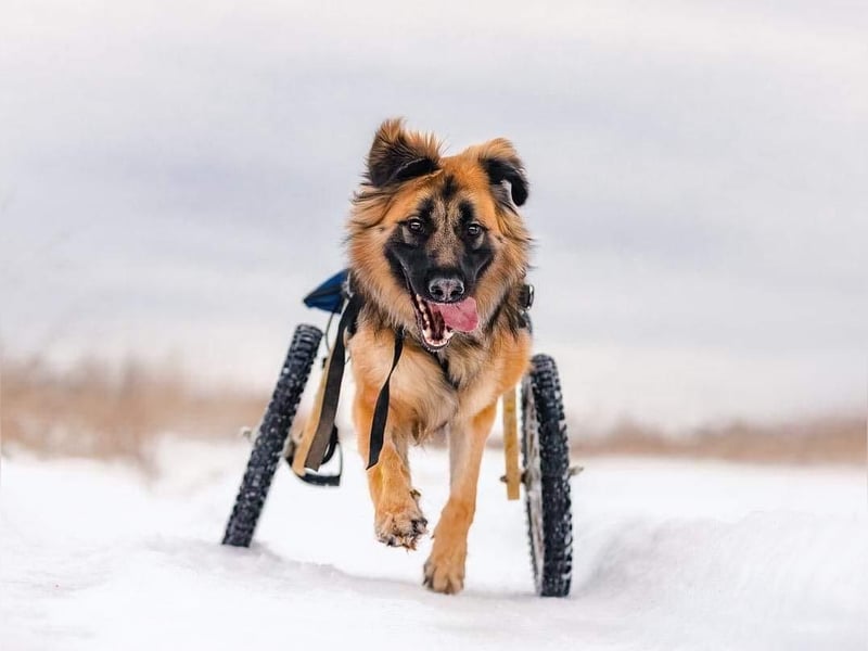 Besonderer Enger sucht sein perfektes Zuhause