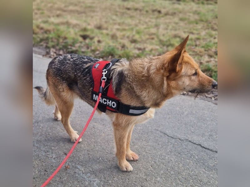 MAMANA, Schäferhund Mix, geb. 09/2022