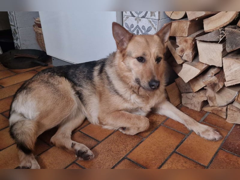 MAMANA, Schäferhund Mix, geb. 09/2022