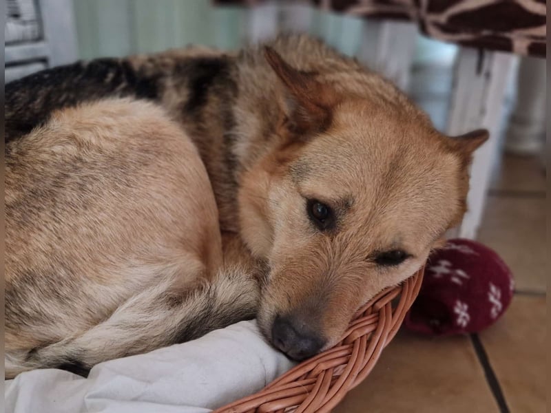 MAMANA, Schäferhund Mix, geb. 09/2022