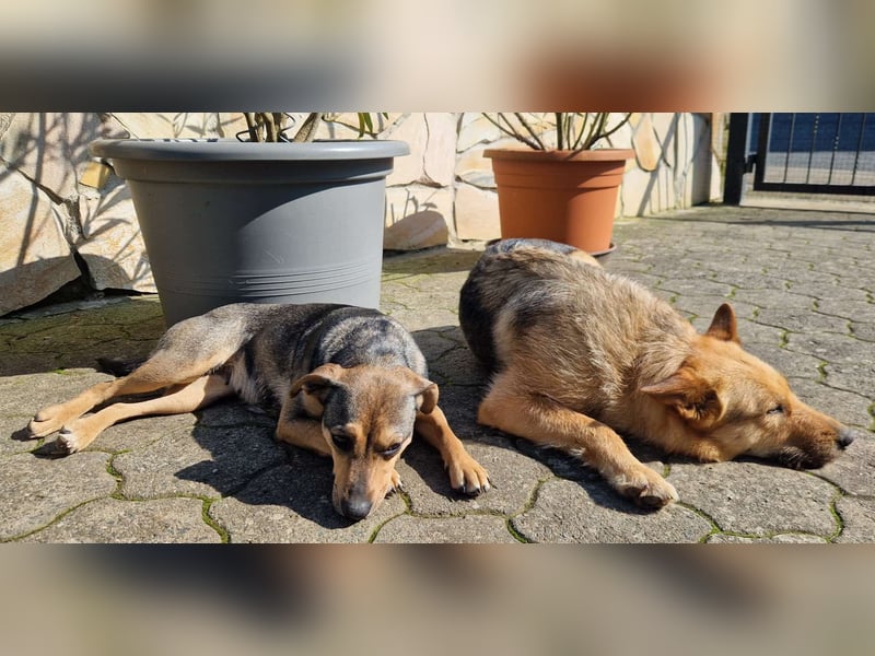 MAMANA, Schäferhund Mix, geb. 09/2022