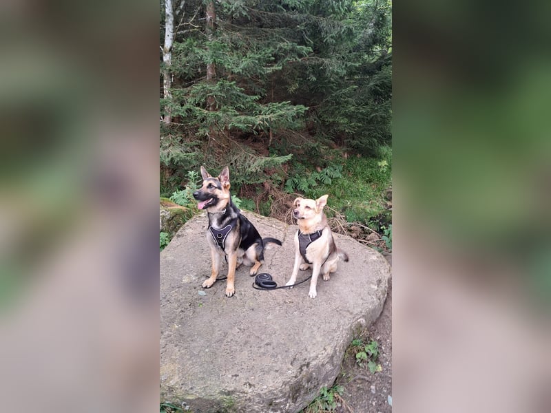 Mischlingshündin Ruby (Schäferhund-Mix)