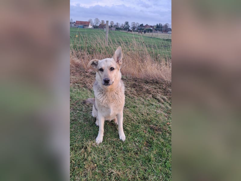 Mischlingshündin Ruby (Schäferhund-Mix)