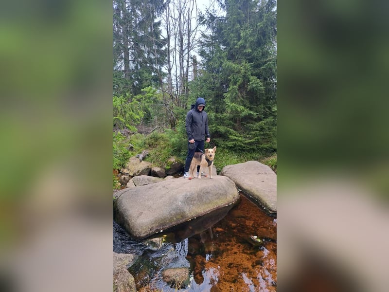 Mischlingshündin Ruby (Schäferhund-Mix)