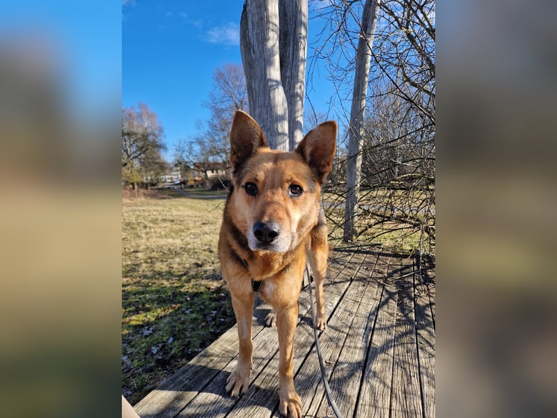 Der freundliche Arwen sucht seine Familie