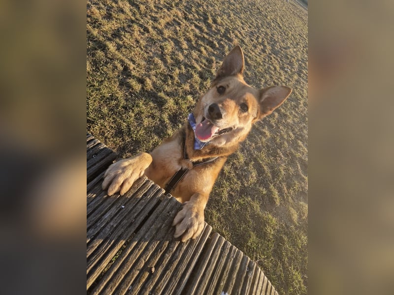 Der freundliche Arwen sucht seine Familie