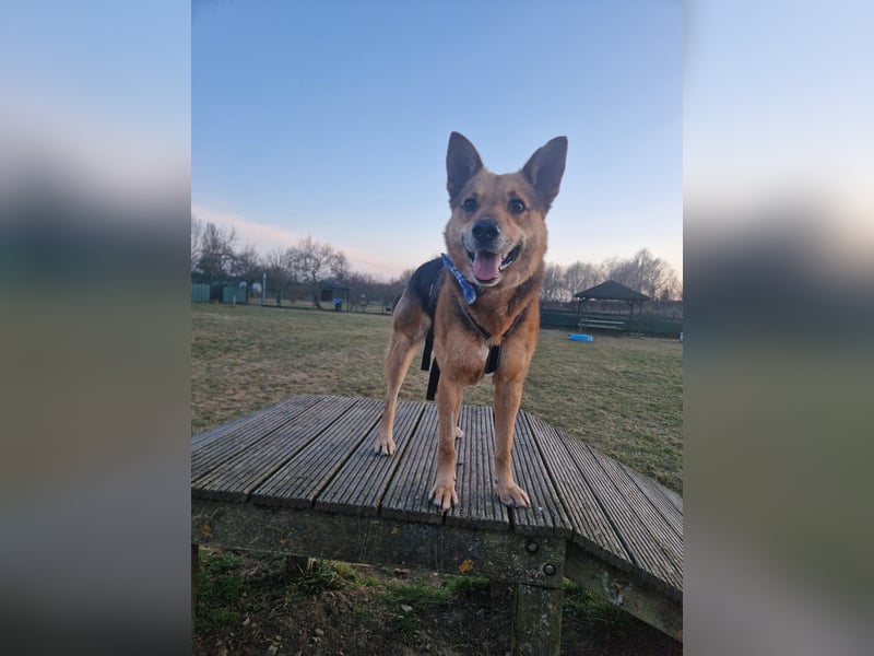 Der freundliche Arwen sucht seine Familie