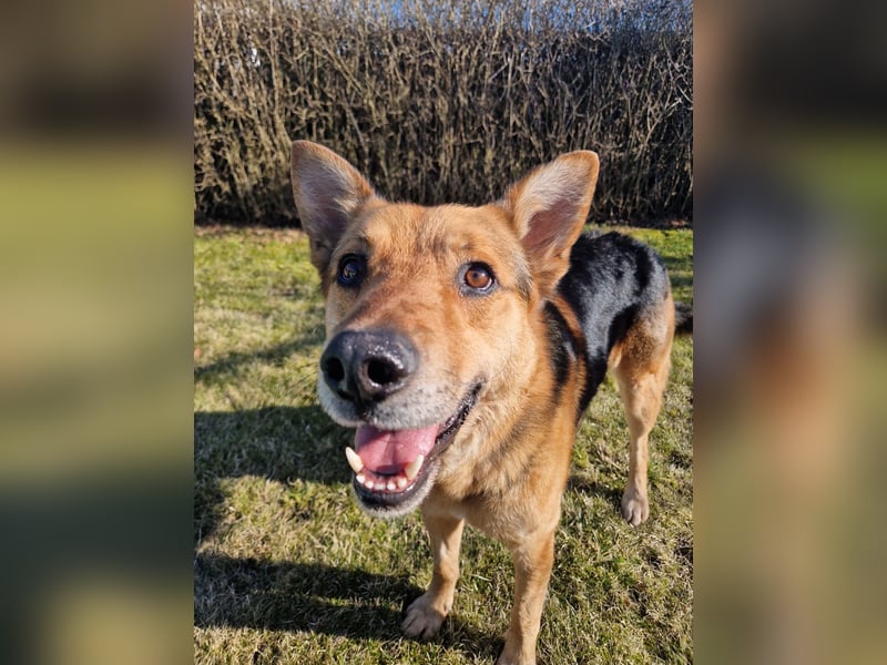 Der freundliche Arwen sucht seine Familie