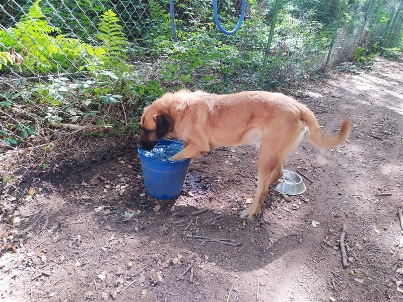 CASTINEIRO- der Unabhängige