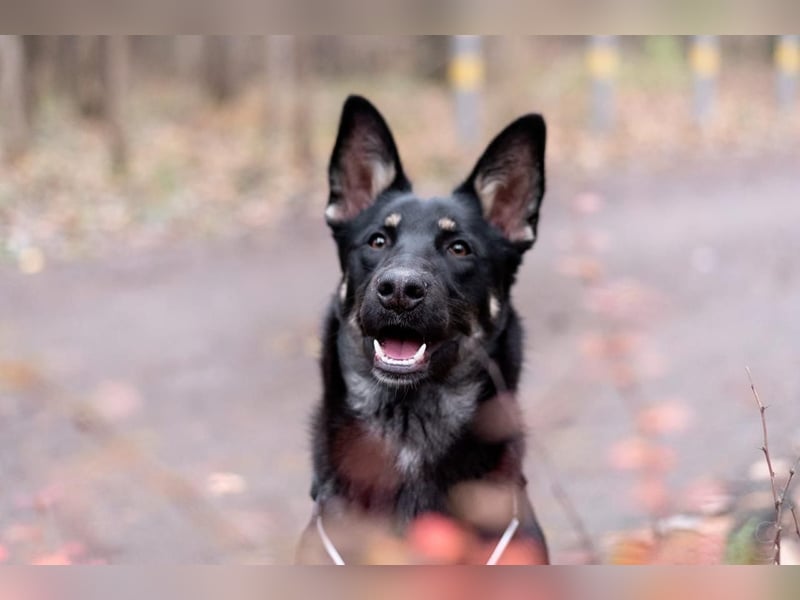 Schlaue SHURA sucht treue Menschen