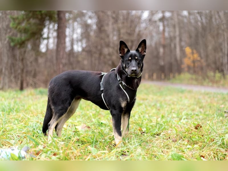 Schlaue SHURA sucht treue Menschen