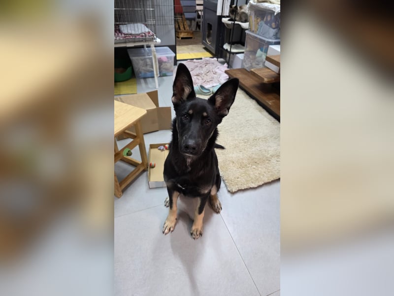 Schlaue SHURA sucht treue Menschen