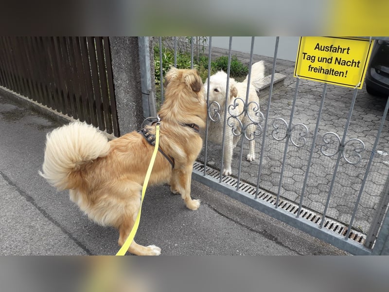 Bildhübsche EFFI sucht eine neue Familie