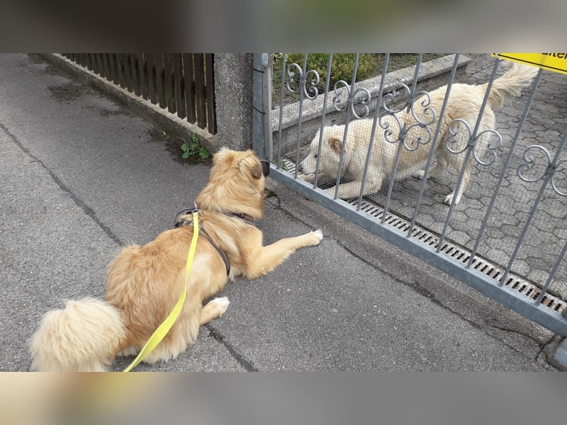 Bildhübsche EFFI sucht eine neue Familie