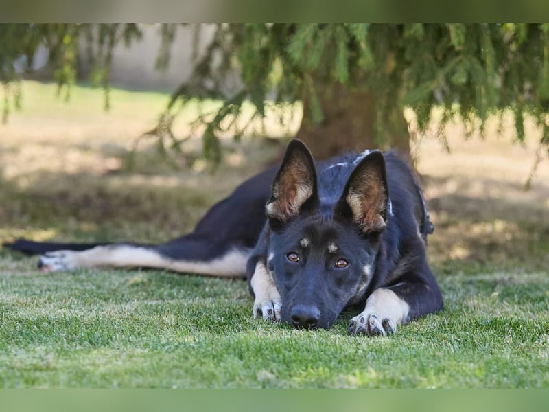 Schlaue SHURA sucht treue Menschen