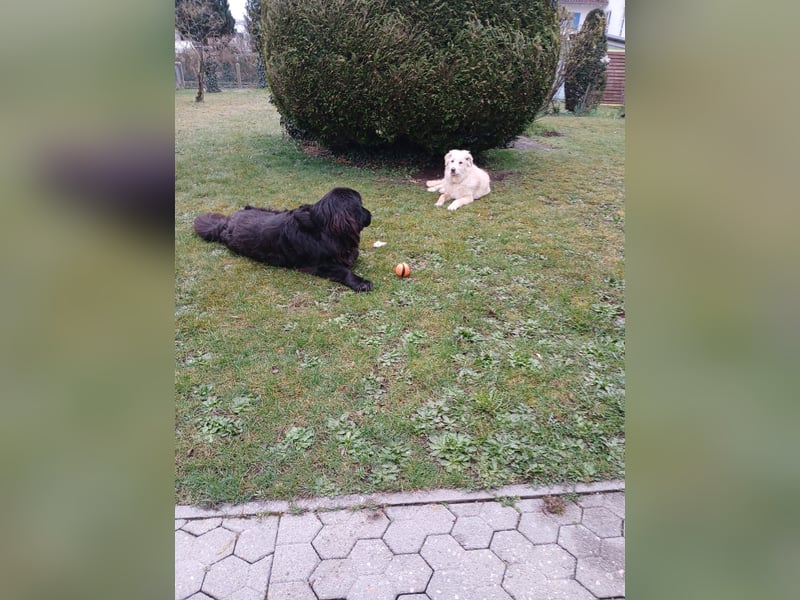 Bildhübsche EFFI sucht eine neue Familie