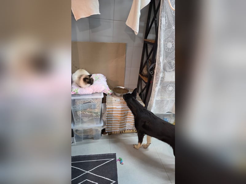 Schlaue SHURA sucht treue Menschen