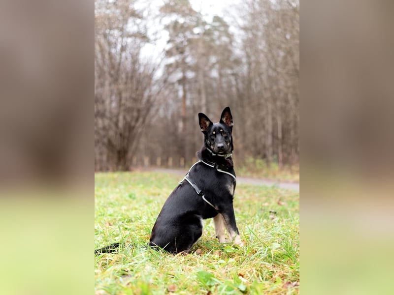 Schlaue SHURA sucht treue Menschen