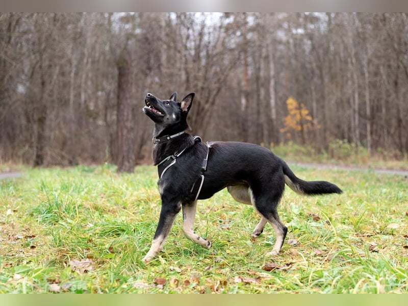 Schlaue SHURA sucht treue Menschen