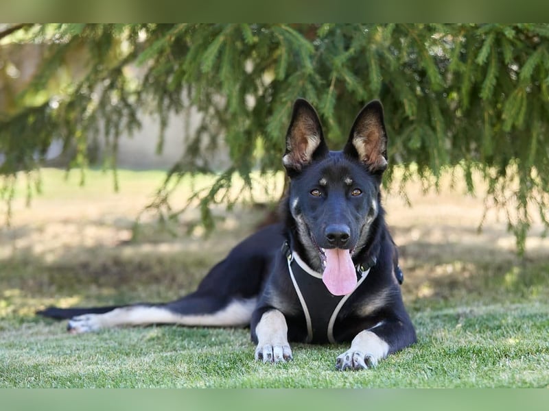 Schlaue SHURA sucht treue Menschen