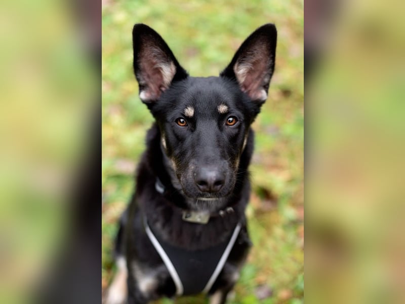 Schlaue SHURA sucht treue Menschen