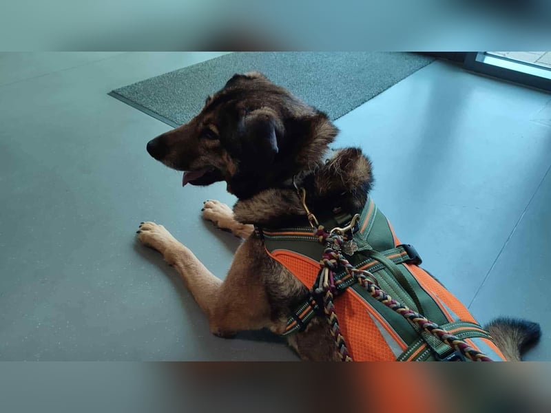 Keeva – ❤️-liche Hündin auf drei Beinen - Sucht ihr Für-immer-Zuhause