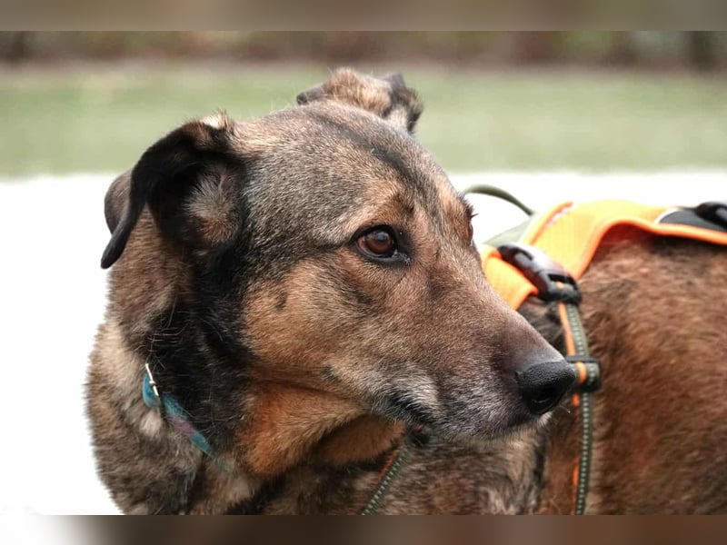 Keeva – ❤️-liche Hündin auf drei Beinen - Sucht ihr Für-immer-Zuhause