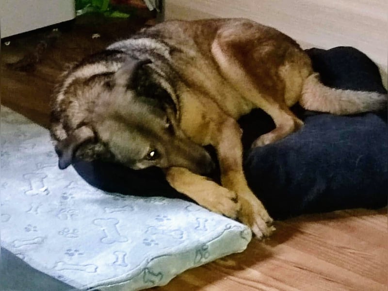 Keeva – ❤️-liche Hündin auf drei Beinen - Sucht ihr Für-immer-Zuhause