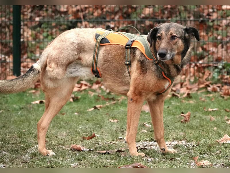 Keeva – ❤️-liche Hündin auf drei Beinen - Sucht ihr Für-immer-Zuhause