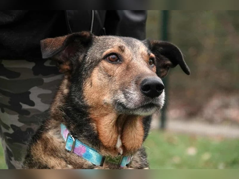 Keeva – ❤️-liche Hündin auf drei Beinen - Sucht ihr Für-immer-Zuhause