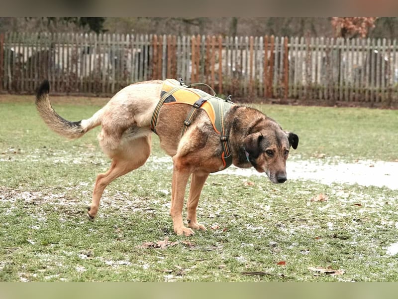 Keeva – ❤️-liche Hündin auf drei Beinen - Sucht ihr Für-immer-Zuhause