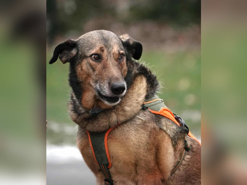 Keeva – ❤️-liche Hündin auf drei Beinen - Sucht ihr Für-immer-Zuhause