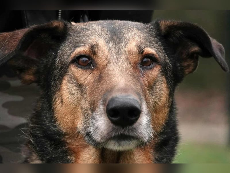 Keeva – ❤️-liche Hündin auf drei Beinen - Sucht ihr Für-immer-Zuhause