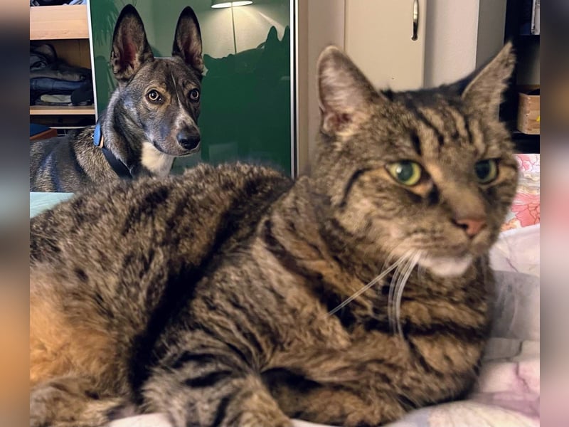 Archie (1,5 Jahre) sucht schönes Zuhause