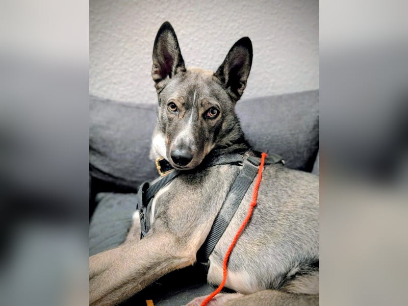 Archie (1,5 Jahre) sucht schönes Zuhause