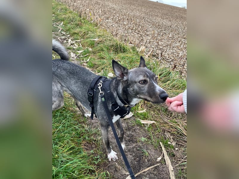 Archie (1,5 Jahre) sucht schönes Zuhause