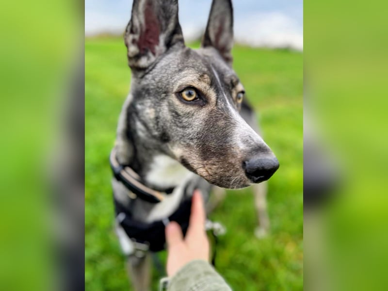 Archie (1,5 Jahre) sucht schönes Zuhause