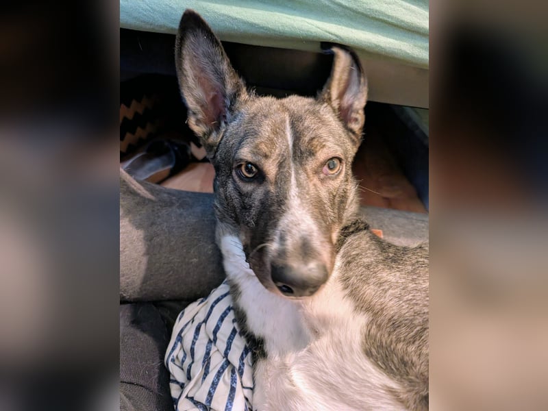 Archie (1,5 Jahre) sucht schönes Zuhause