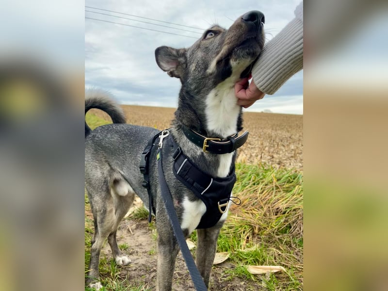 Archie (1,5 Jahre) sucht schönes Zuhause