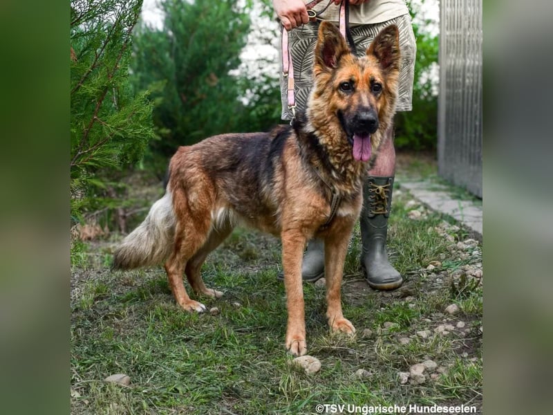 Eira - lebhafter Schäferhund-Mix sucht unternehmungslustige Menschen
