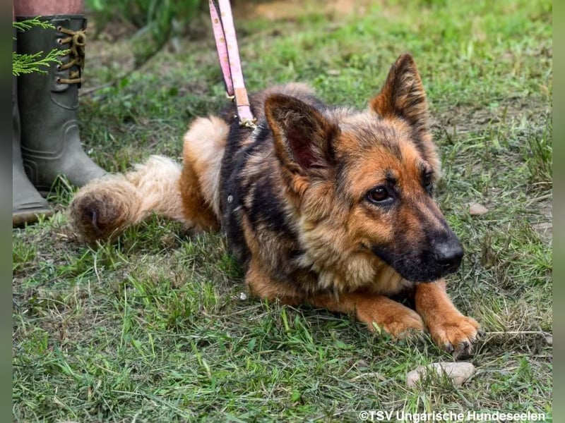 Eira - lebhafter Schäferhund-Mix sucht unternehmungslustige Menschen