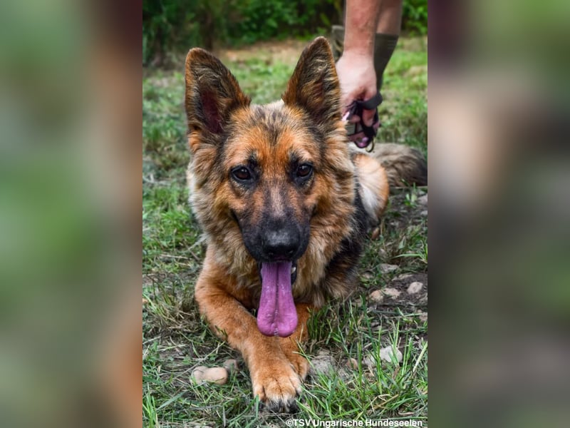 Eira - lebhafter Schäferhund-Mix sucht unternehmungslustige Menschen